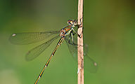 Western willow spreadwing (Chalcolestes viridis)